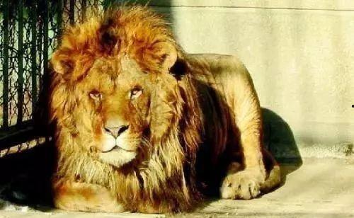 娱乐吃瓜酱母狮子,揭秘娱乐圈幕后故事